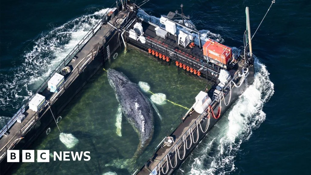 Humpback Whale Leaves German Waters by Barge Toward North Sea