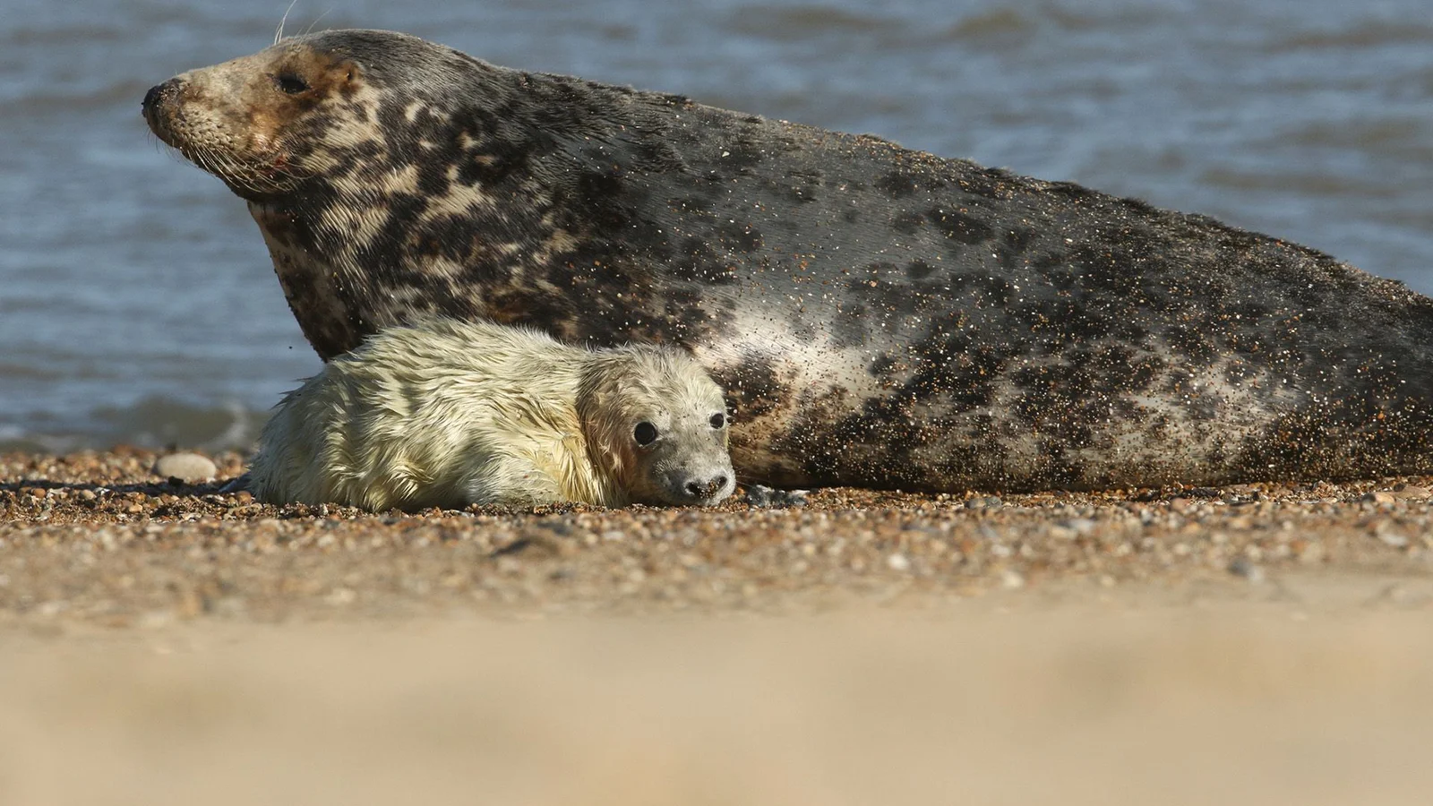 Cannibalistic male seals blamed for corkscrew pup injuries at Sable Island