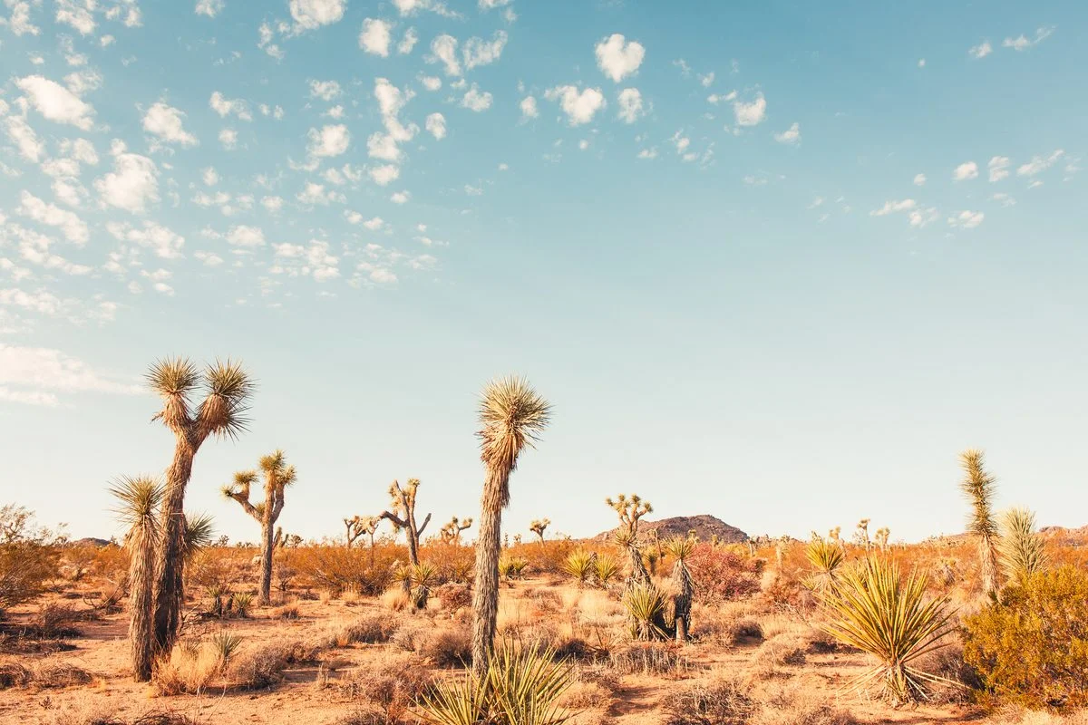 Desert moss hosts surprising fungal partners, reshaping plant history