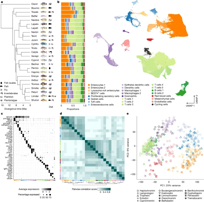 Diet shapes rapid intestinal cell evolution across Tanganyika's cichlids