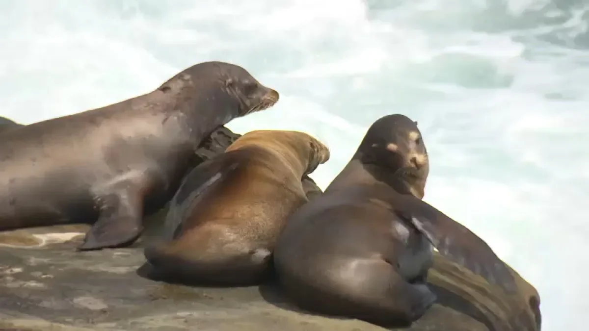 La Jolla Sea Lion Assault: Teen Pleads Guilty in Federal Case