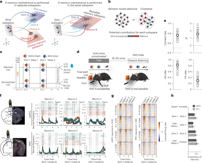 Brain's modular toolkit enables flexible cognition in mice and artificial networks