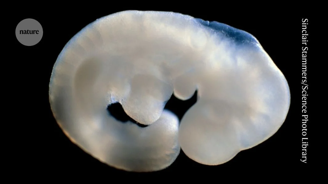 Tiny non-coding DNA tweak drives sex development in XX mice