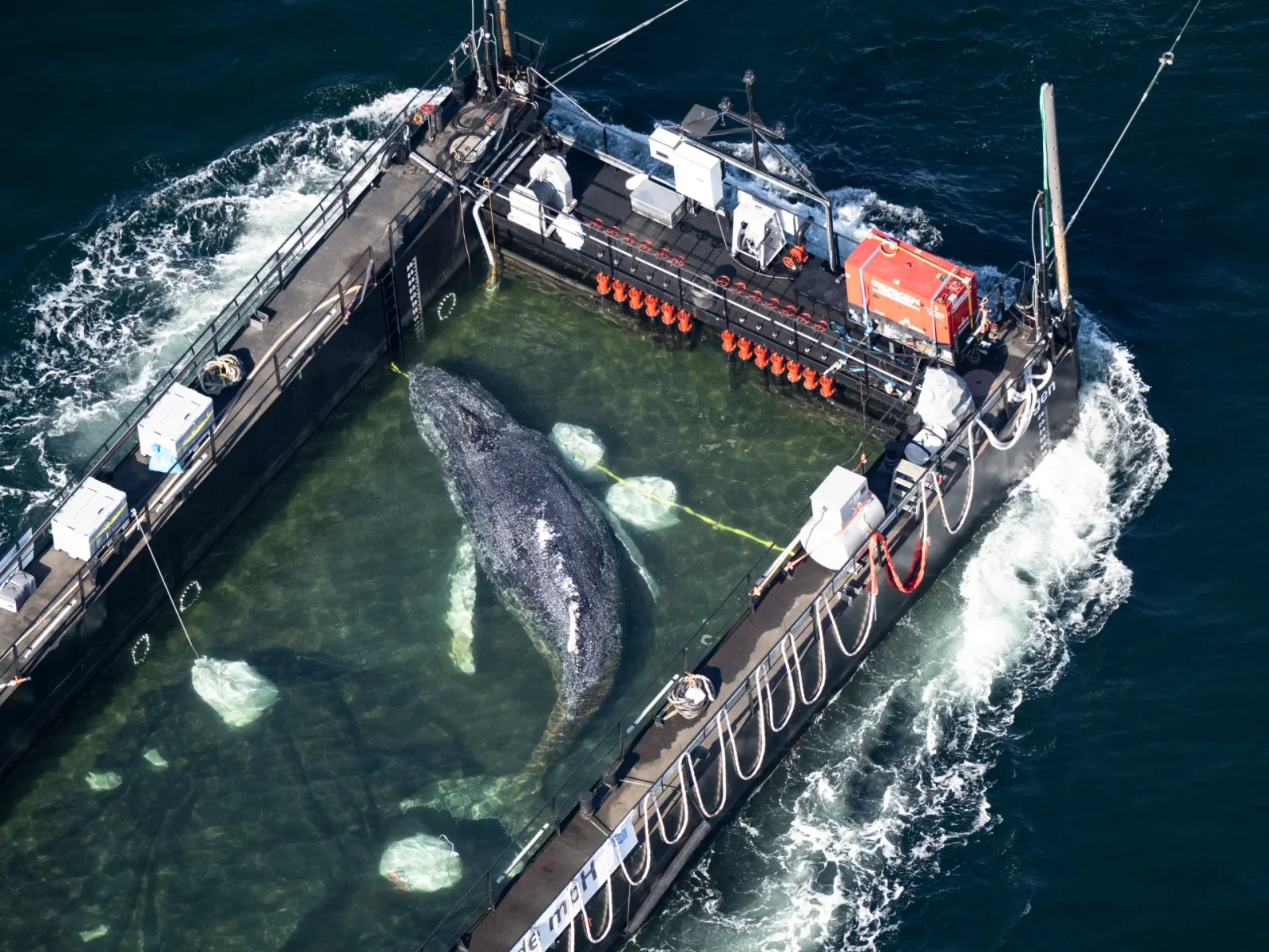 Timmy the humpback freed into the North Sea after rescue saga