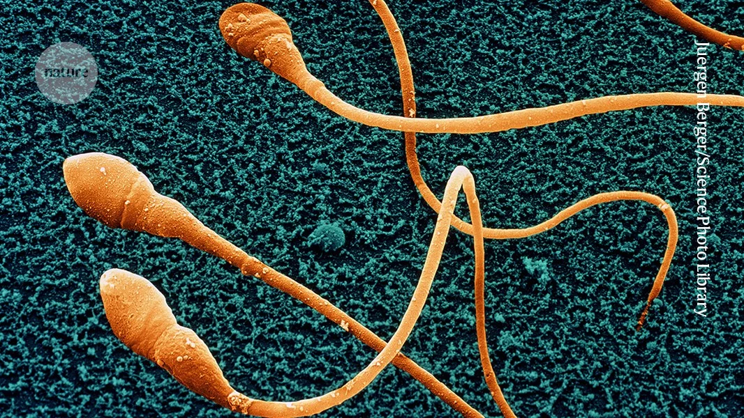 Lab-grown human sperm advances in mice, but full maturity remains elusive