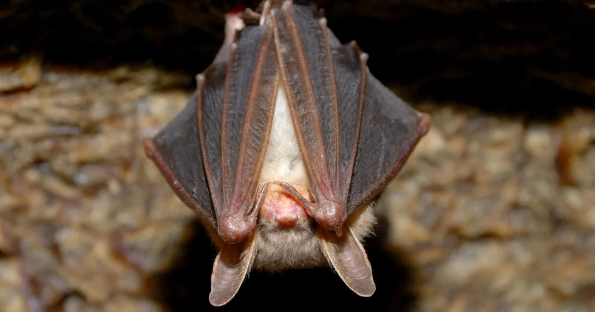 Rabies-positive Bat Shocks Diners After Dropping at Vista Restaurant