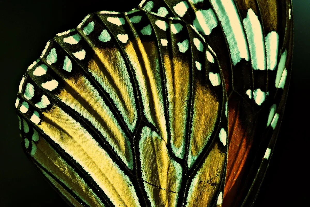 Ancient Genetic Trick Shapes Butterfly and Moth Wing Patterns Across 120 Million Years