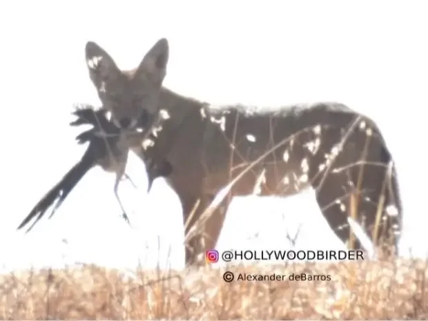 Real-Life Coyote Snags Roadrunner in Chatsworth Photo