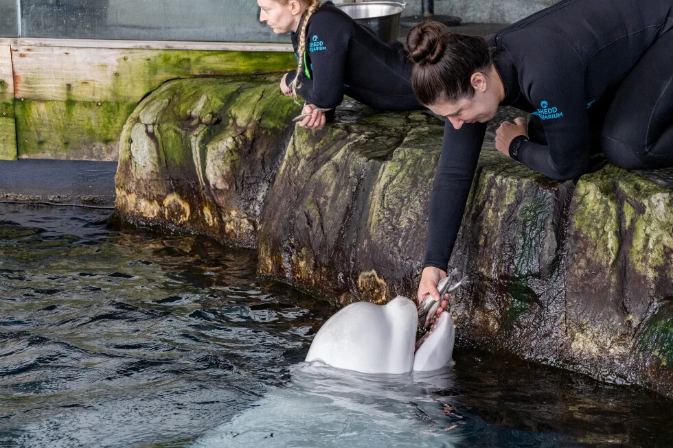 Beluga Peekachu Dies in Chicago Aquarium After Rescue from Canadian Park