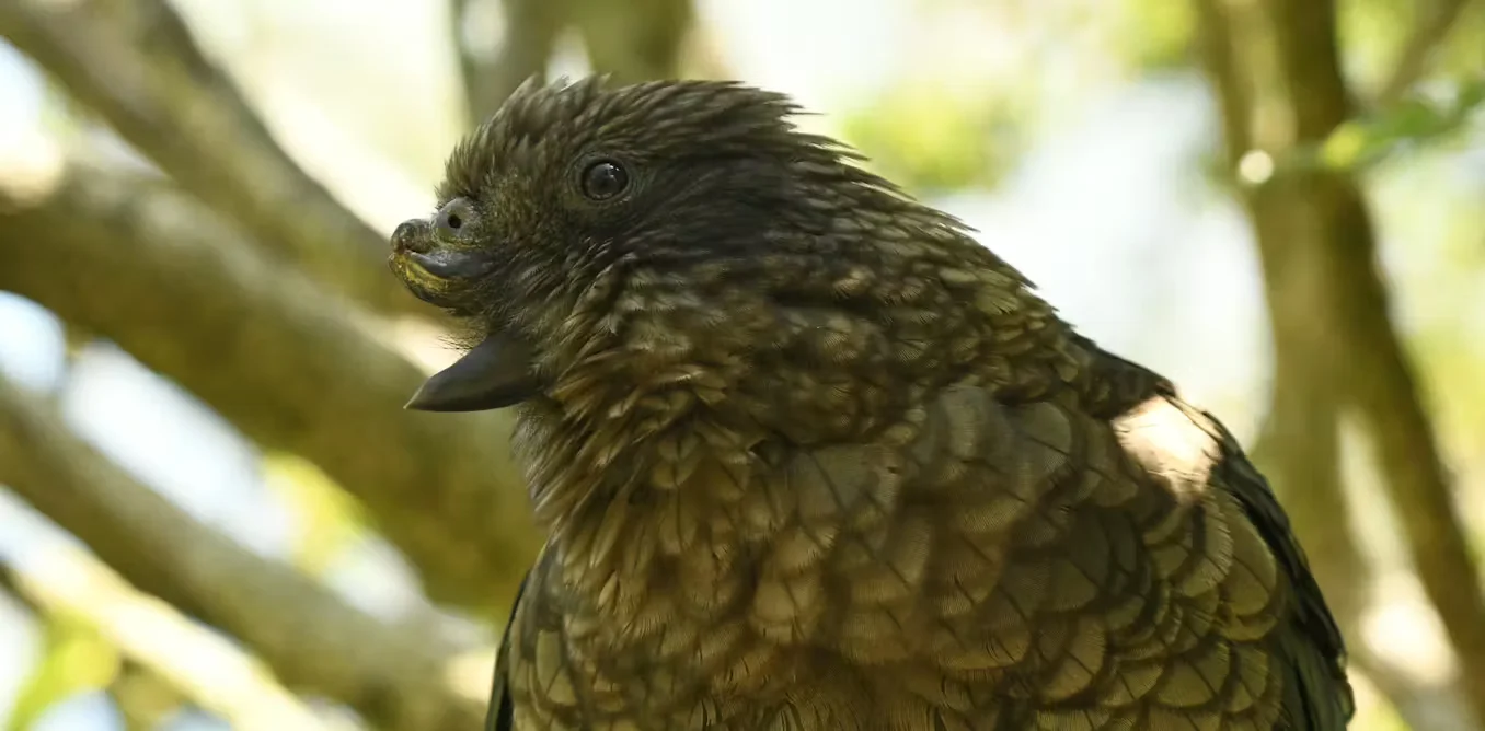 Disability fuels dominance: Bruce the kea becomes alpha through a lower-beak joust