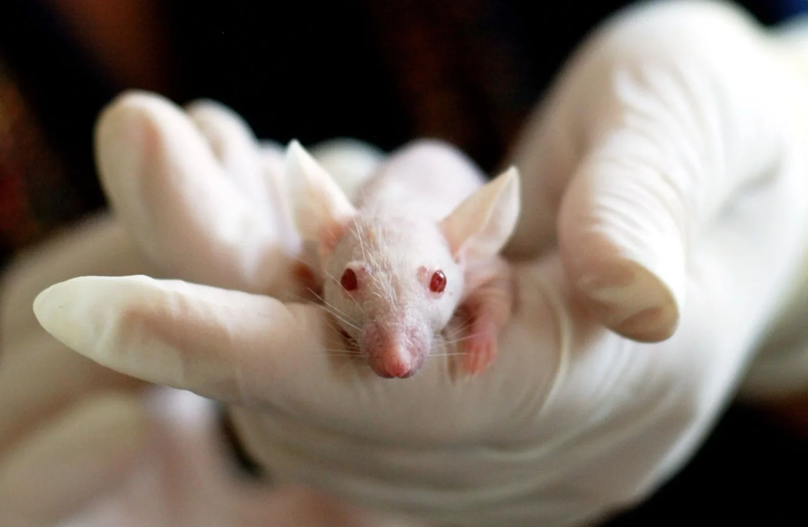 A mole-rat longevity gene extends lifespan and boosts cancer resistance in mice