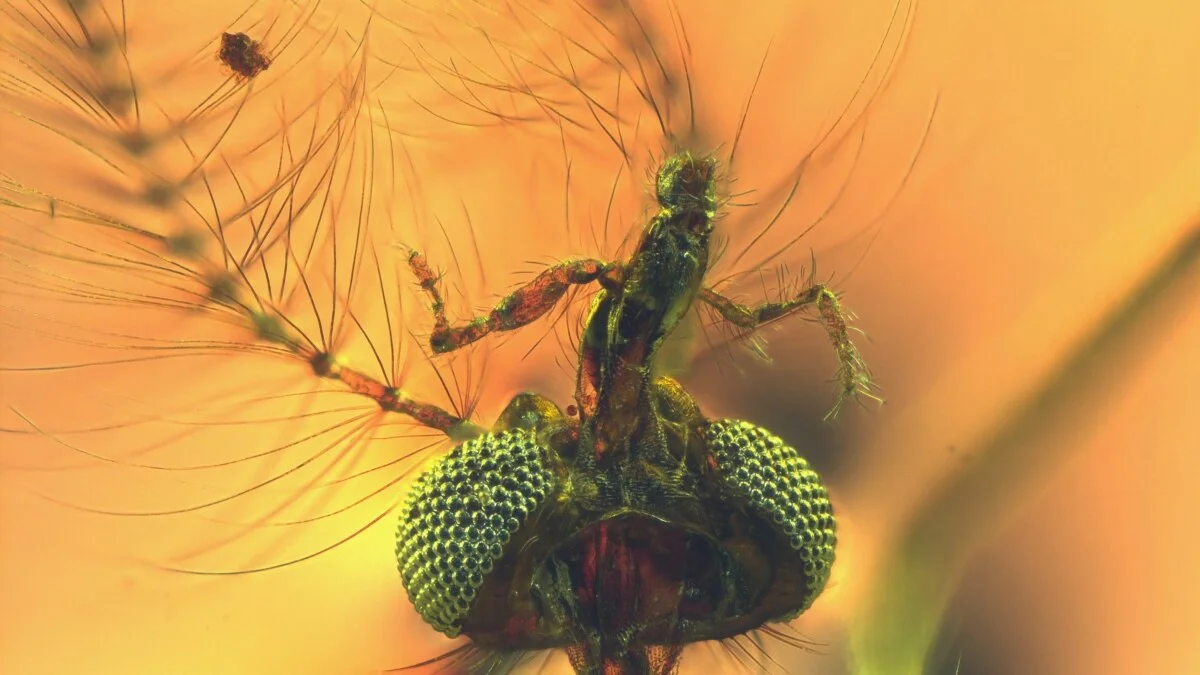 Ancient Mosquitoes Reveal Startling Findings