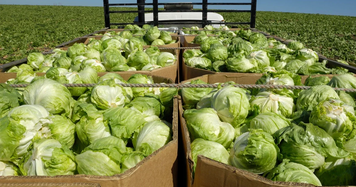 Cyclospora outbreak widens to nine states amid lettuce recall