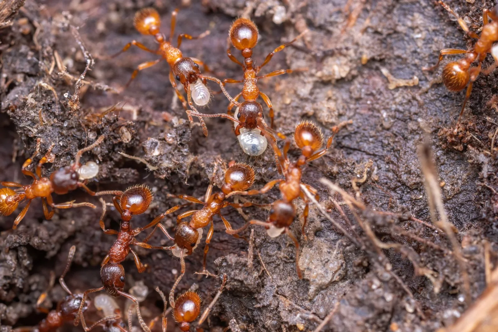 Ant Farmers Cultivate a 66-Million-Year Fungus, Earlier Than Humans