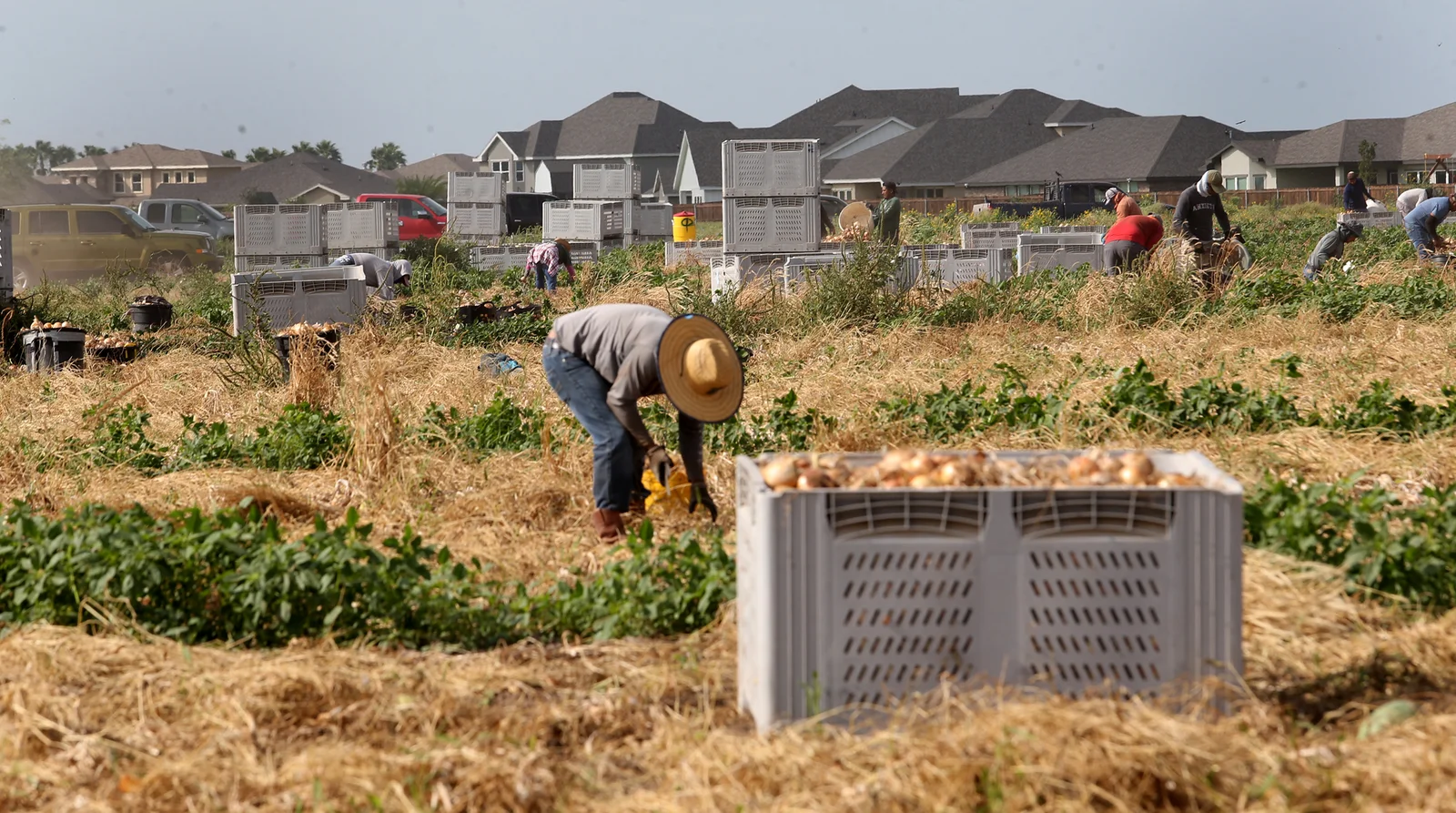 Farm Pesticides Tied to Parkinson’s Risk in the Rio Grande Valley