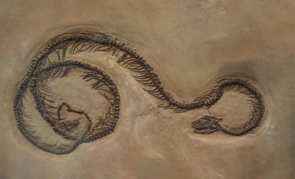 Patagonian Fossil Snakes Rewrite the Story of Snake Origins