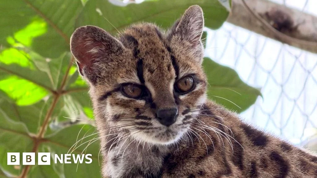 DNA-Confirmed Tilcaya: Bolivia's New Small Wild Cat