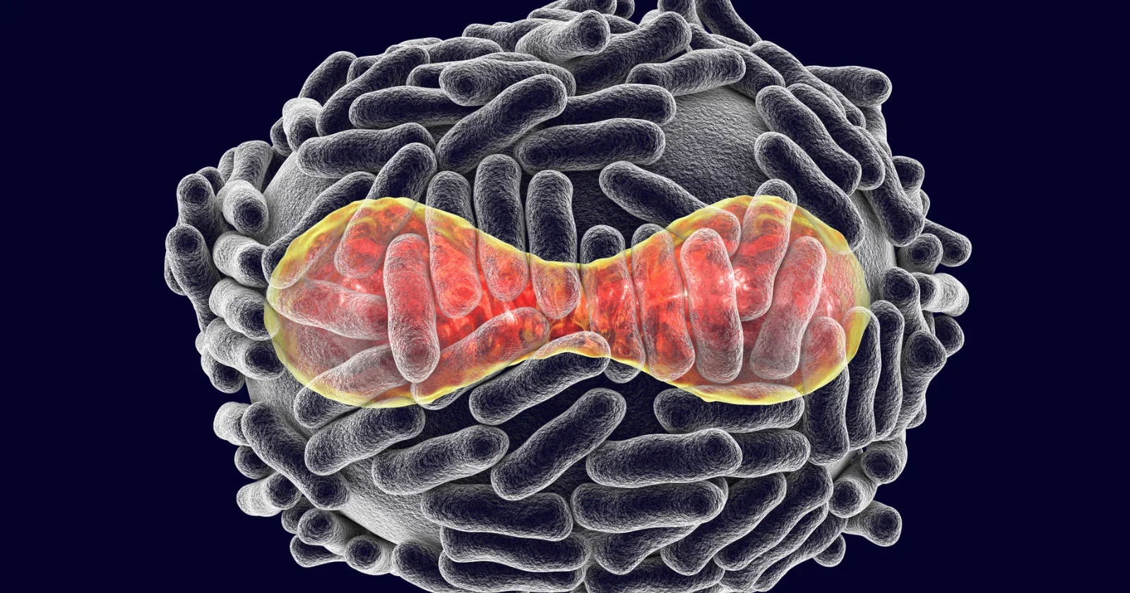 Ring Vaccination: The Strategy That Ended Smallpox Worldwide
