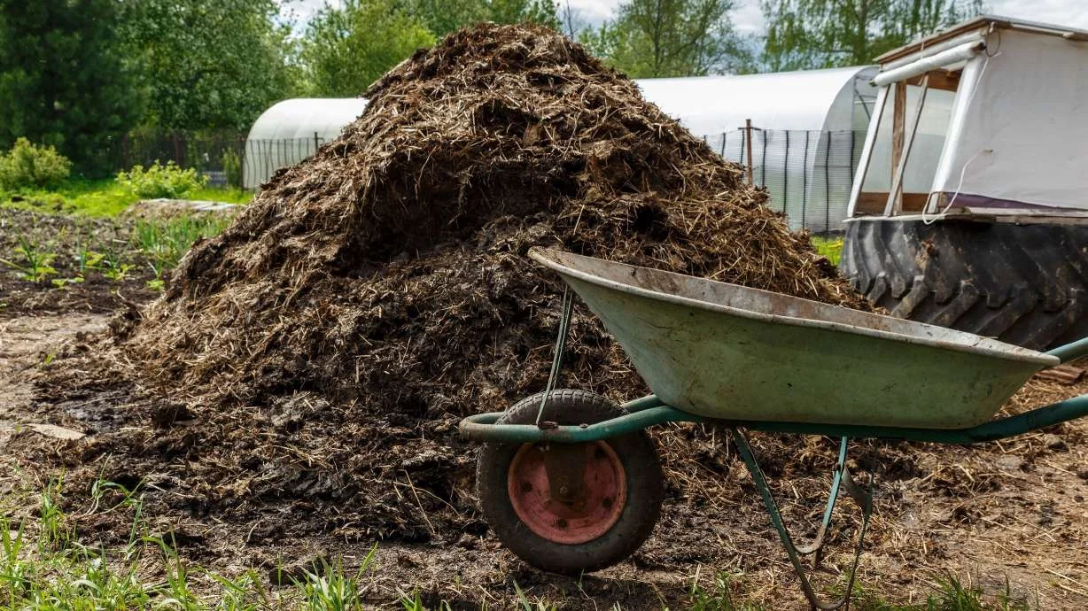 "California Man's $8.7M Cow Manure Ponzi Scheme Lands Him 6+ Years in Prison"