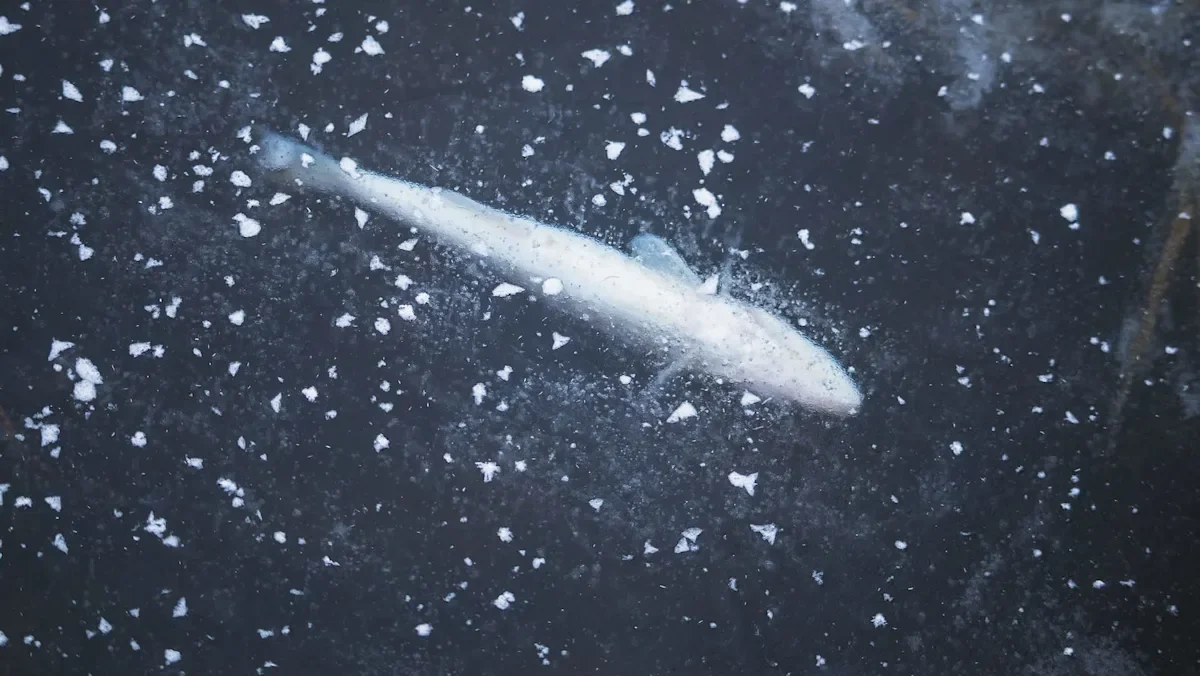 Melting Arctic Ice Threatens Polar Cod, Keystone of the Arctic Web