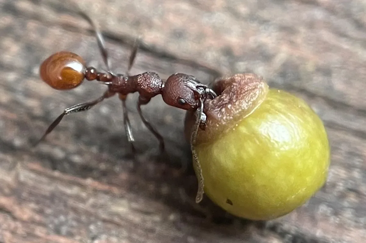 Backyard Discovery Suggests Ants Disperse Oak Galls, Not Just Seeds