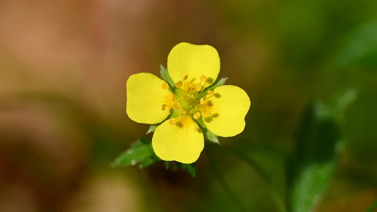 Tiny Bog Wildflower Offers Hope Against Drug-Resistant Bacteria
