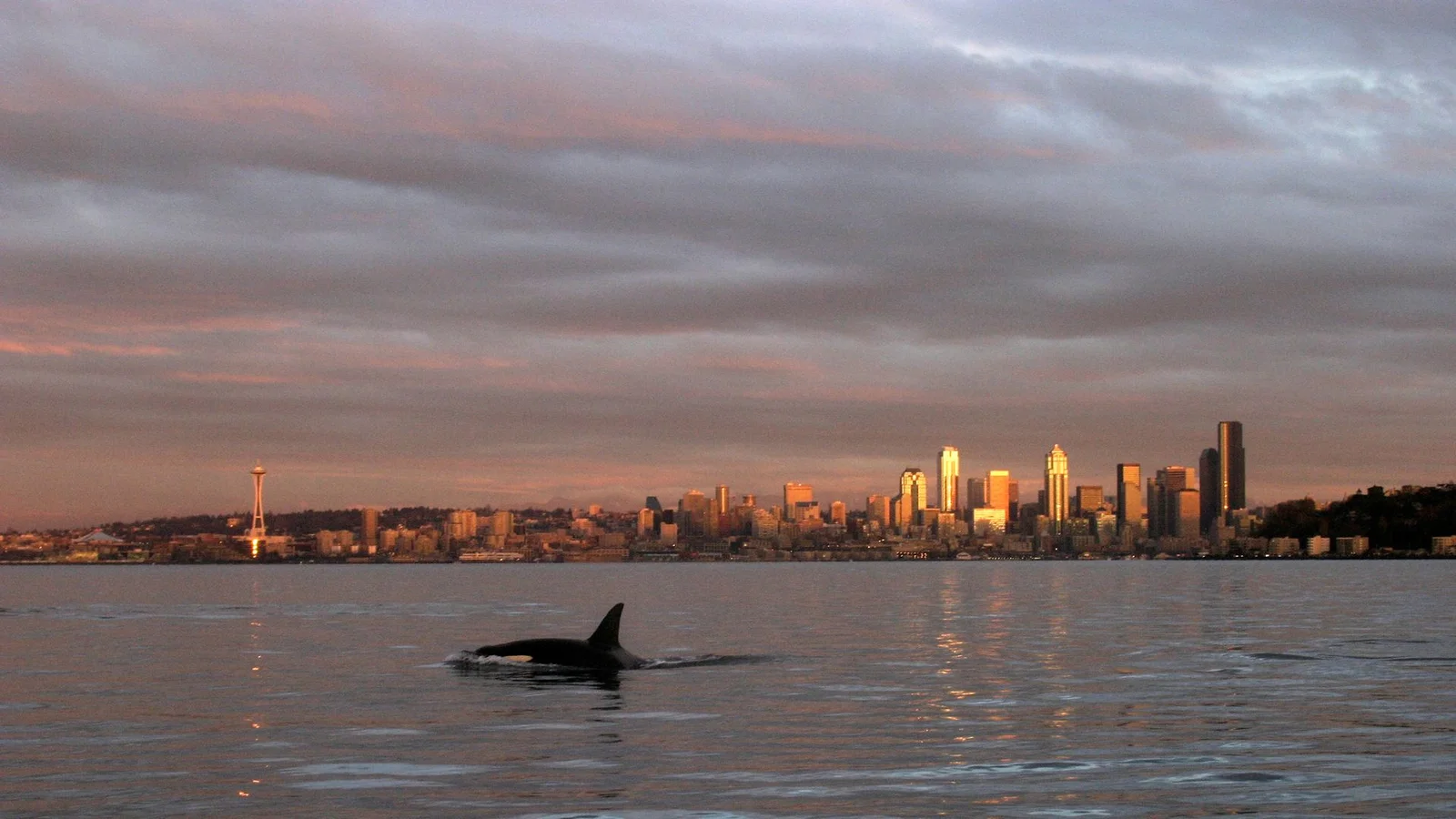 Alaskan mammal-eating orcas surprise Seattle, leaving experts puzzled