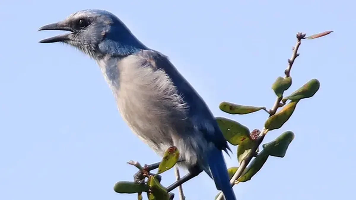 "Experts urge bird flu vaccination to protect endangered species and prevent pandemic"