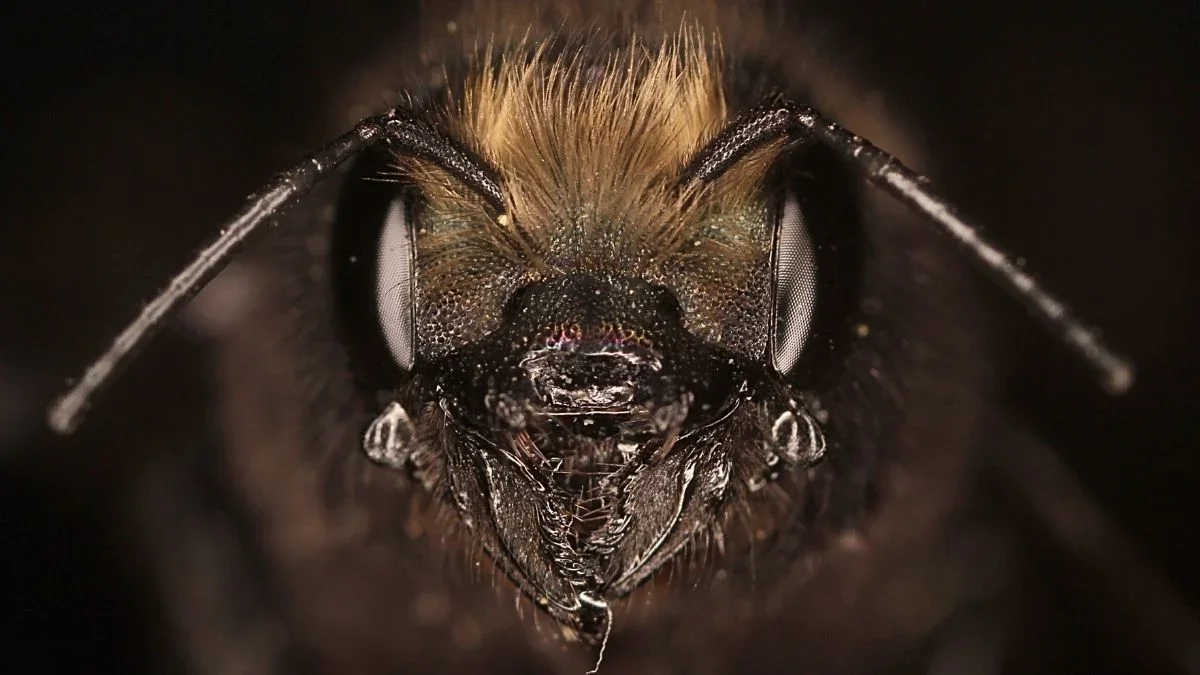 Bees’ Silk Breakthrough: Lab‑Produced Bee Silk unlocks new biomaterial avenues