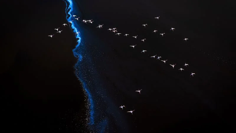 Nature's Patterns Come Into Focus in a Pandemic-Inspired Photo Essay