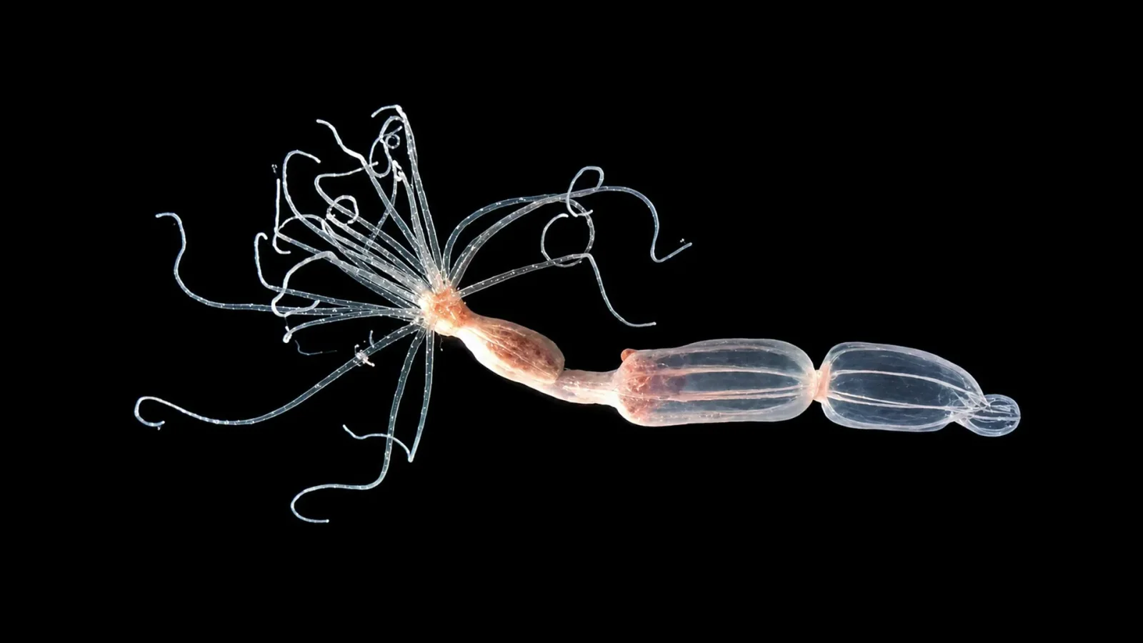 Sea Anemones Reveal an Antiviral Brake Essential to Fight Viruses