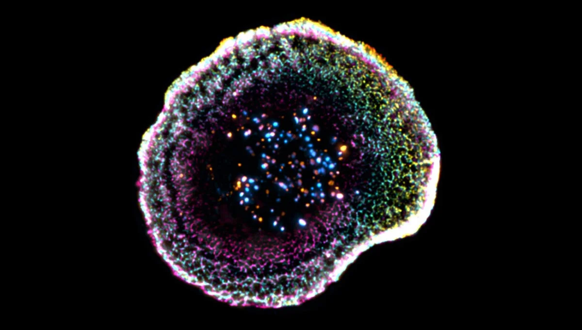 3D Imaging Reveals How Killer T Cells Attack Cancer Inside Tumors