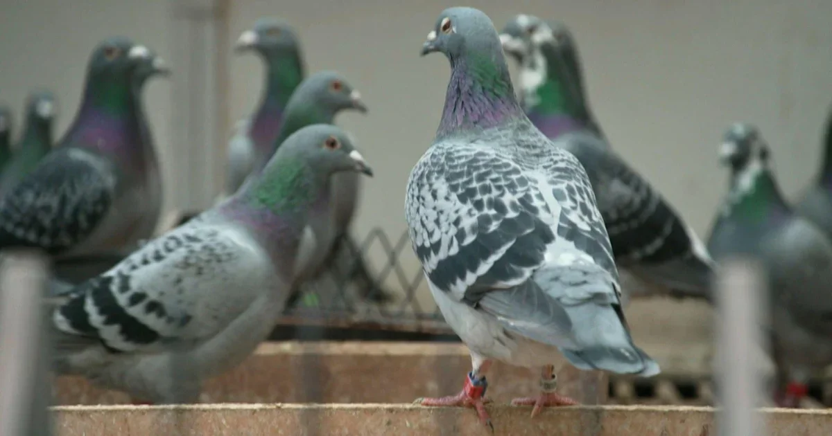 Millions in Feathers: The Global Heist of Elite Racing Pigeons