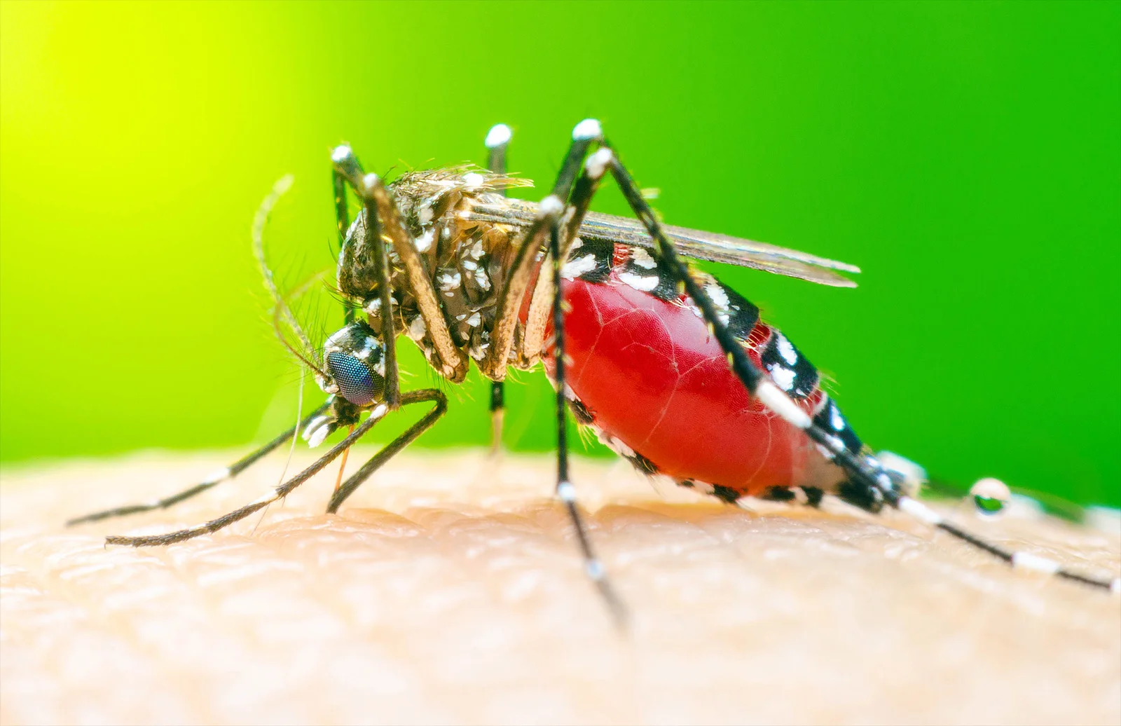 Why some people are mosquito magnets, and what science now explains