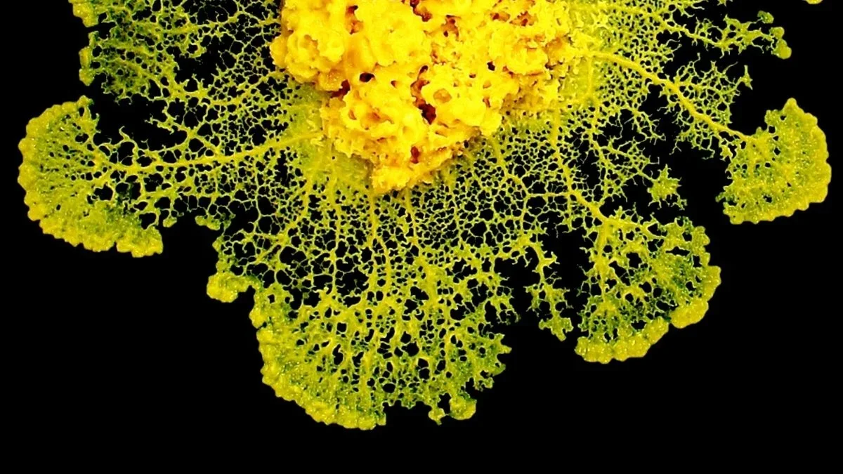 Brainless Slime Molds Decide by Fluid Flows, Not Brains