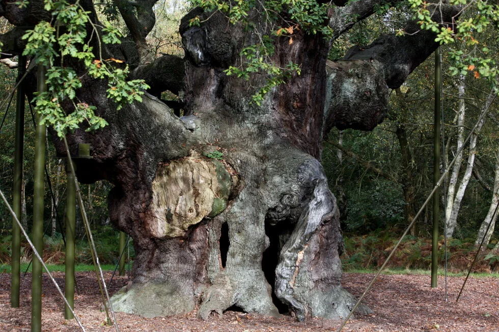 Sherwood Forest’s Ancient Major Oak, Linked to Robin Hood, Dies at 1,200 Years Old