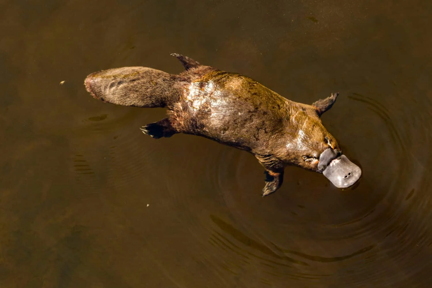 Platypus Fur Reveals Bird-like Hollow Melanosomes Yet Stays Matte