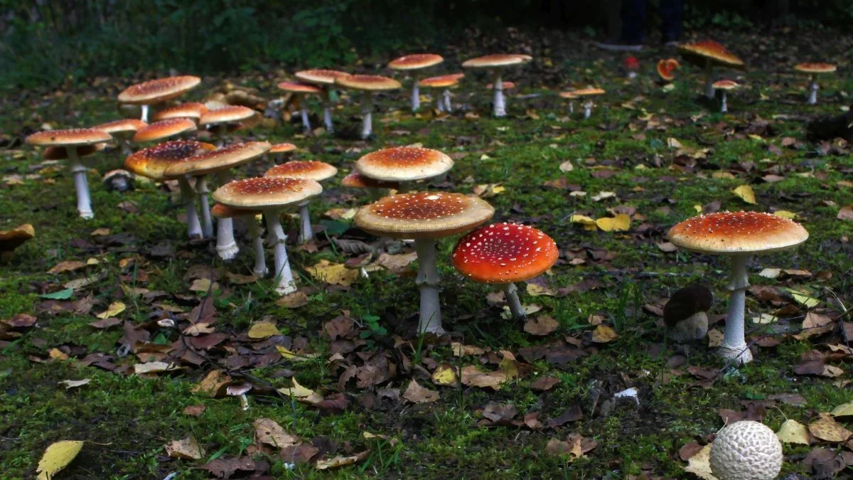 Scientists Uncover Why Fairy Ring Mushrooms Circle the Forest Floor