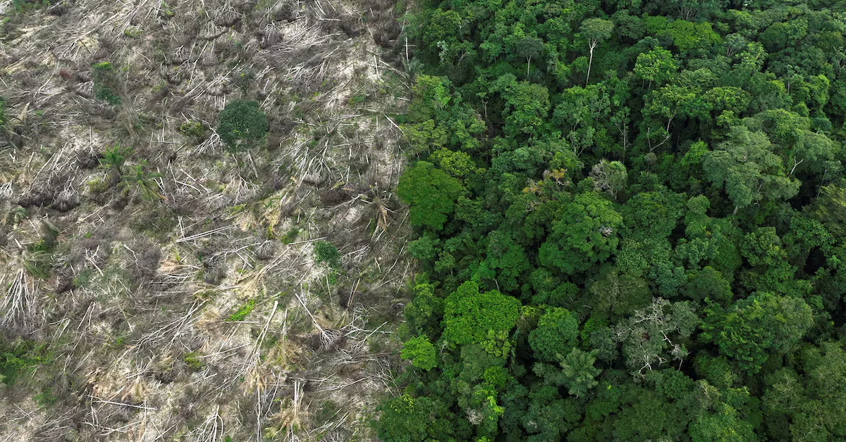 Investors consider exit as EU tackles deforestation in consumer goods industry.