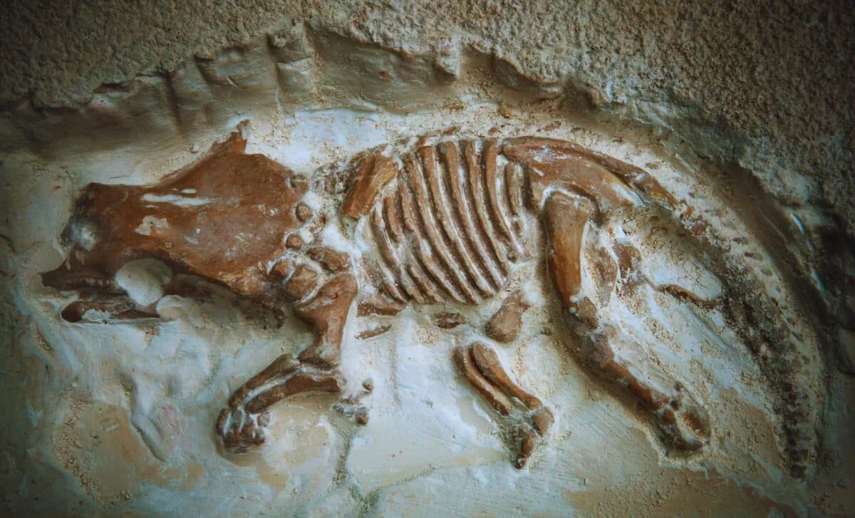 Tiny Ankylosaurs Were Babies, Not Miniature Dinosaurs