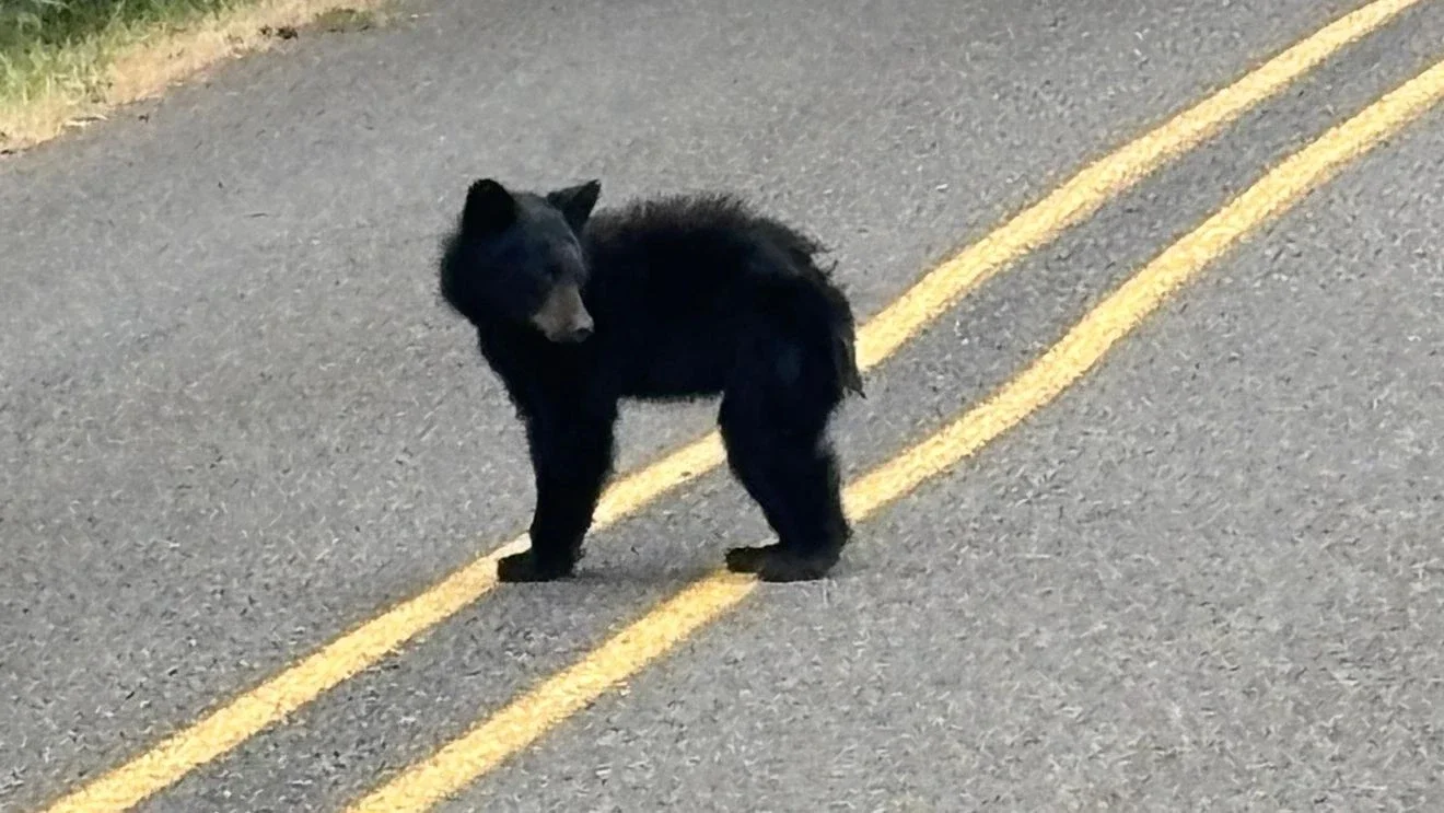 Bear euthanized in Eugene after unusual lethargy; rabies tests negative