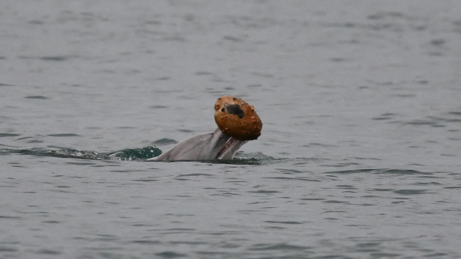Mother–calf dolphins reveal rare shell-hunt behavior on Australia’s east coast