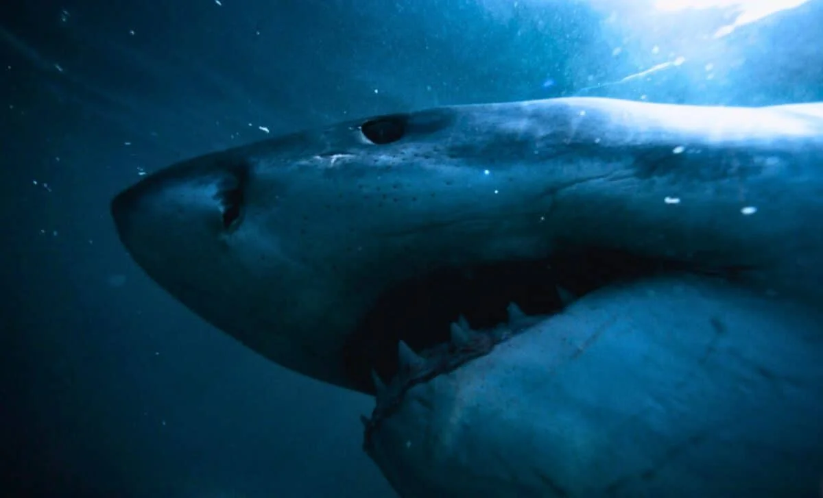Giant Shark Ancestor With Sardine Lunch Rewrites the Great White Family Tree