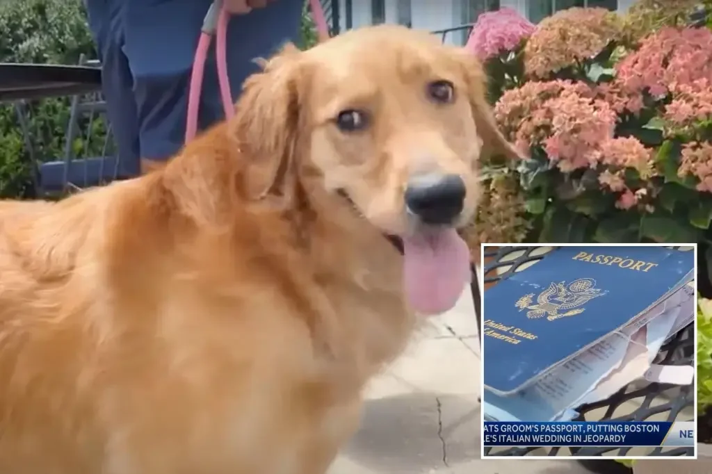 Dog's Appetite for Adventure Threatens Boston Couple's Dream Italian Wedding