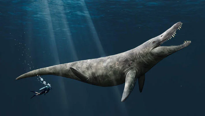 Jurassic Pliosaur Liopleurodon Revisited: Not the 25-Meter Giant It Was Made Out to Be