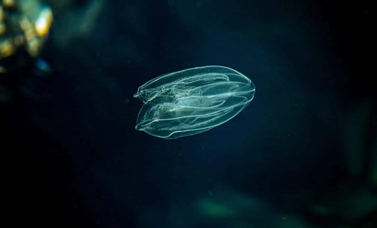 Sea Jelly Rewinds to Larval Stage to Survive Stress