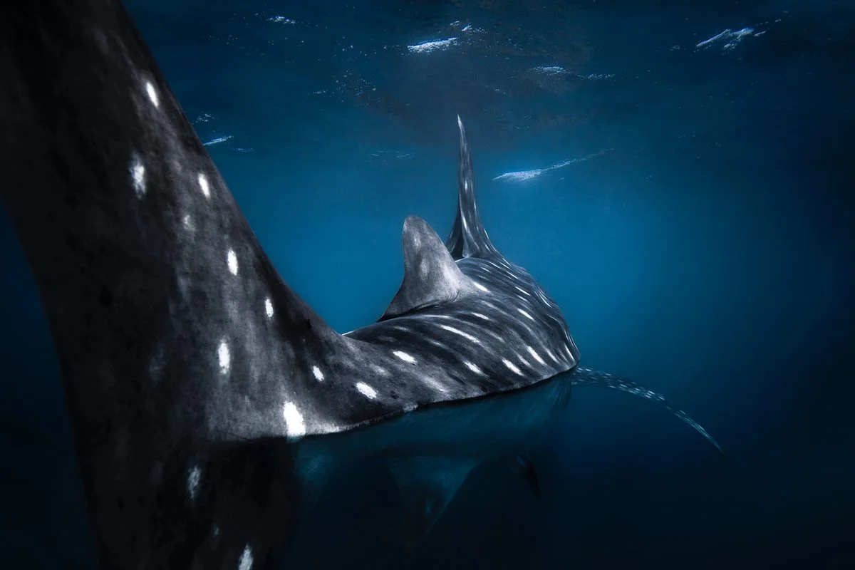 Whale sharks: ocean giants, gentle filters—and now on the orcas’ radar