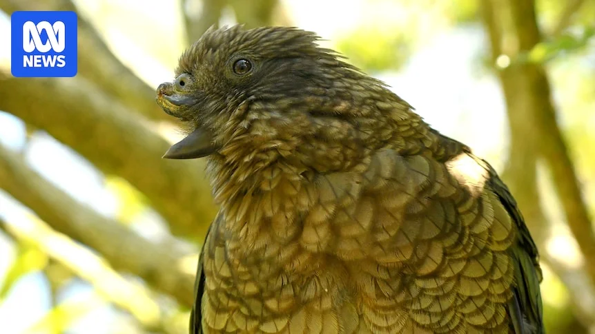 Bruce the NZ kea forges alpha status with a sword-like beak
