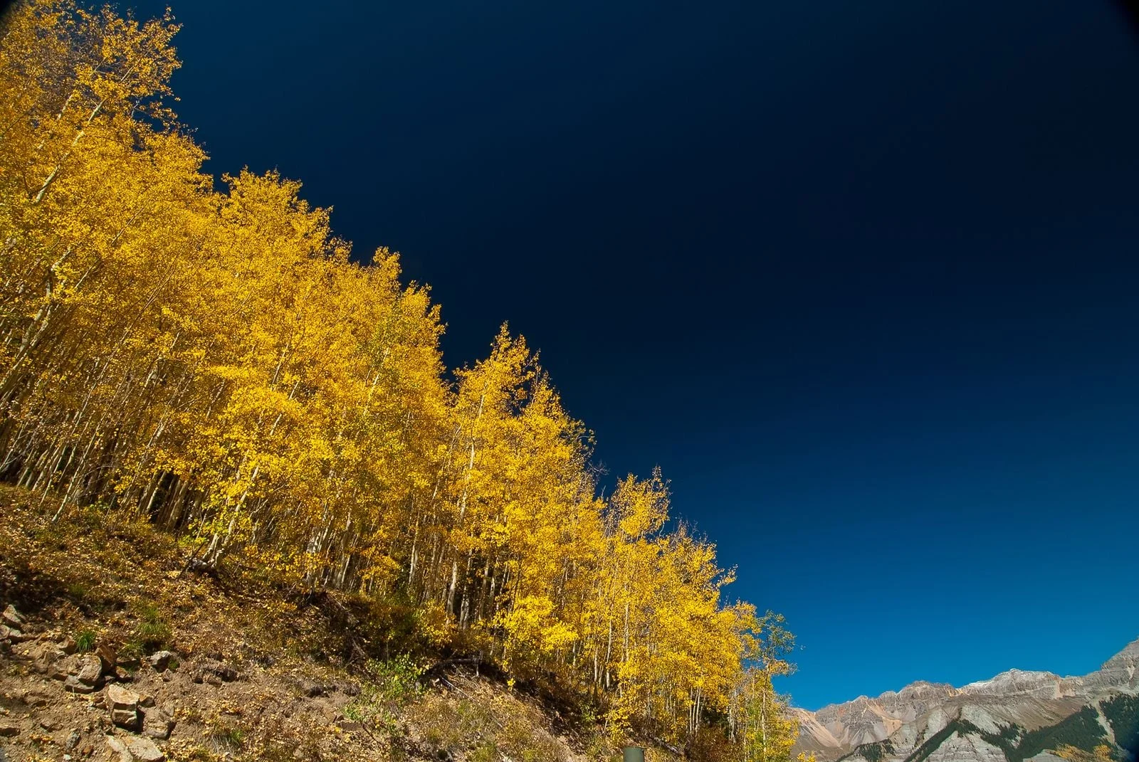 Pando: Utah’s 14,000-year-old ‘forest of one’ fights to regrow amid deer pressure