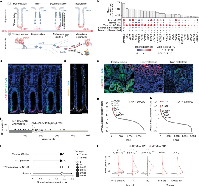 ZFP36L2 serves as a stress-switch linking regeneration and metastasis in colorectal cancer
